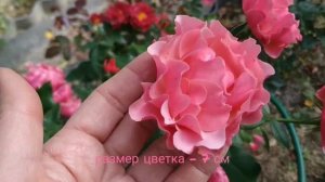 Роза - очарование. Сорт Жан Кокто