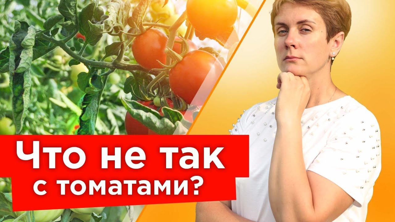 СКРУЧИВАЮТСЯ ЛИСТЬЯ ТОМАТОВ? Устраните эти причины, чтобы не лишиться урожая! смотреть онлайн