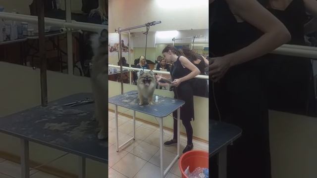 Groom Sunday. МК по стрижке шпица от Жанны Серик смотреть онлайн