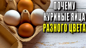 Почему куриные яйца разного цвета