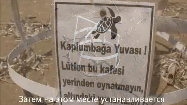 Черепаший роддом - заповедник Алагади. смотреть онлайн