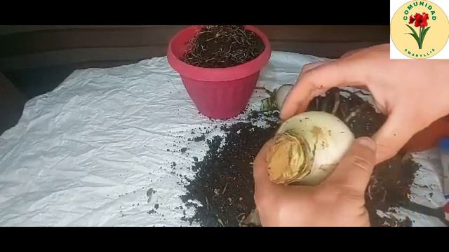 SALVANDO Amaryllis de la HELADA. Cómo prepararlos para INVERNAR. Contribución de Don Miguel de Chil смотреть онлайн