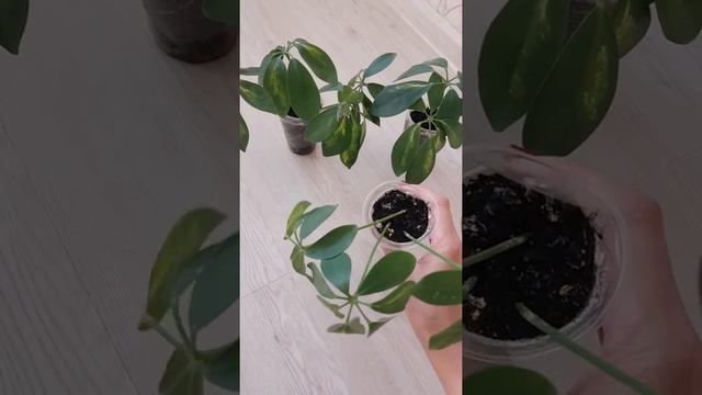 Эксперимент с Шефлерой вариегатной. Можно ли вырастить из листика Шефлера новое растение? смотреть онлайн