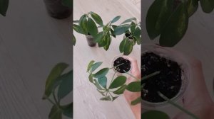 Эксперимент с Шефлерой вариегатной. Можно ли вырастить из листика Шефлера новое растение?