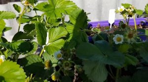 КЛУБНИКА на ПОДОКОННИКЕ. МЕСЯЦ С МОМЕНТА ВЫСАДКИ.