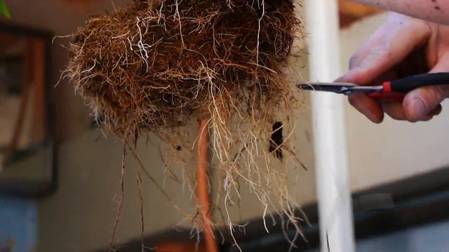 Repotting a Gardenia Bonsai and presentation of "The Bonsai Blog" смотреть онлайн