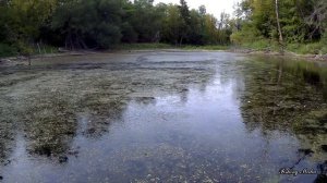 Очистка лесного озера от ряски своими руками