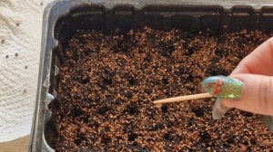 Как сажать розмарин семенами. Выращиваем розмарин из семян.