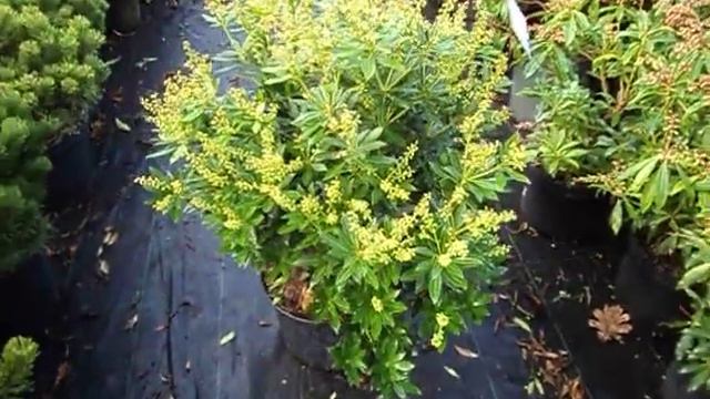 Pieris Japonica Prelude