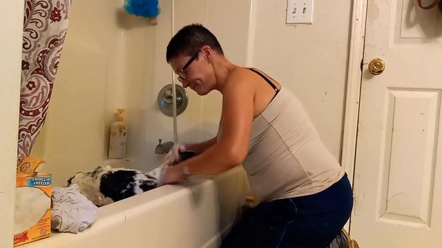 How to properly wash your dog and relieve anal sac... смотреть онлайн