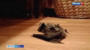 «Бэтмен вернулся». Смоляне рассказывают о небывалой активности летучих мышей в городе