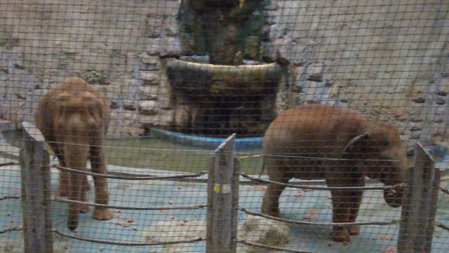 Слоны. Московский зоопарк \ Elephants. Moscow Zoo смотреть онлайн