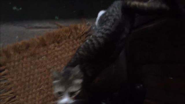 Кошка просится в дом Cat смотреть онлайн