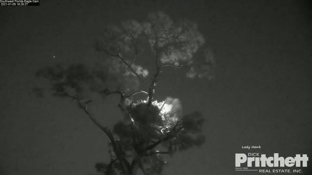 SWFL Eagles ~ INTRUDER ALERT! Adult Eagle Tries To Land On Attic! H Screams & M Gives Chase 1.5.21 смотреть онлайн