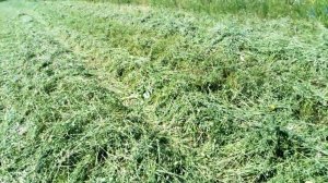 Старт сенокоса 2024 эспарцет