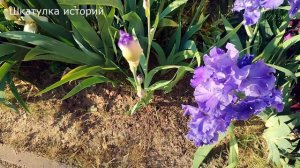 ❤️ Неожиданно пропала любимая 🏚️ Шкатулка историй  📗 Истории из жизни