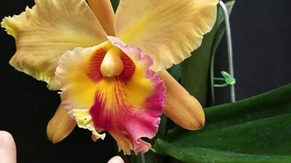 Rlc. Taiwan Good Life 'Blessing Gold'