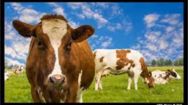 Wim Daniëls - Taal is moeilijk смотреть онлайн