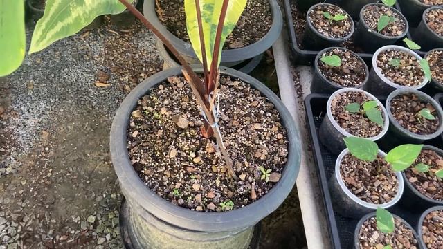 ปลูก colocasia หน้ากากฟาโรห์ แบบ alocasia смотреть онлайн