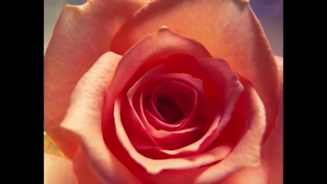 Роза чайная смотреть онлайн