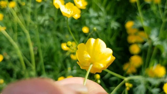 Scharfer Hahnenfuß - Blüte/Blüten - 24.04.18 (Ranunculus Acris) - Giftige Wildpflanzen Bestimmen