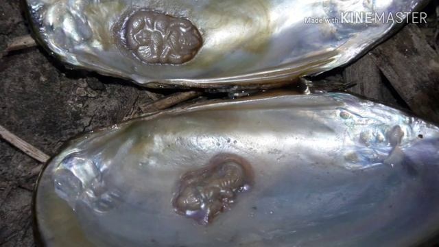 Pearl buyer kaha milega 8217479903 смотреть онлайн