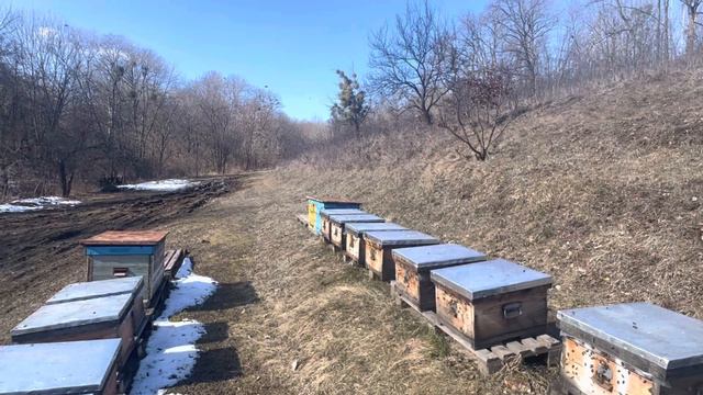 Первый очистительный облет после выноса с зимовника!!! Вода всем нужна!) смотреть онлайн