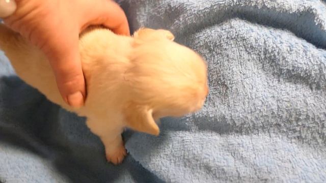 #ДЛИННОШЁРСТНЫЕ_щенки_ЧИХУА_продаю ШОКОЛАДНЫЕ и ЛИЛОВЫЙ Др 24/10/22 ОТКРЫТЫ для РЕЗЕРВА +7921595084 смотреть онлайн