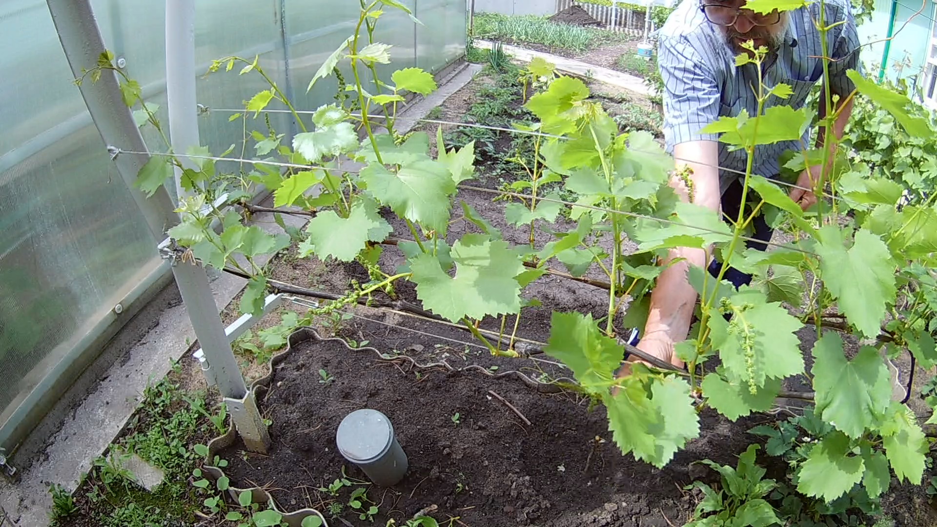 Весенняя обломка зеленых побегов винограда.Нормирование винограда побегами.mp4 смотреть онлайн