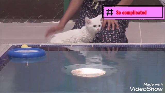 ?How iş the Cat pool(Turkey Van Cat) смотреть онлайн