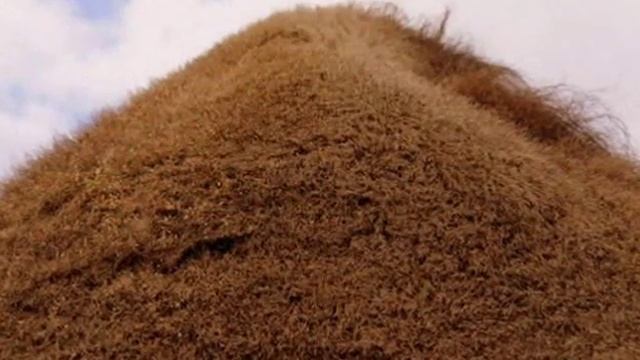 Верблюды — Camels смотреть онлайн