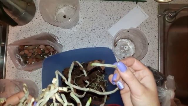 Орхидея Фаленопсис №12. Замена грунта. О стаканчиках под растением. смотреть онлайн