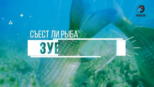 Анонс. Рыболов. Что рыбе по вкусу? смотреть онлайн