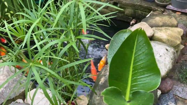 Growing Dwarf King Tut Papyrus in the Koi Pond (Part 2 of 4) смотреть онлайн