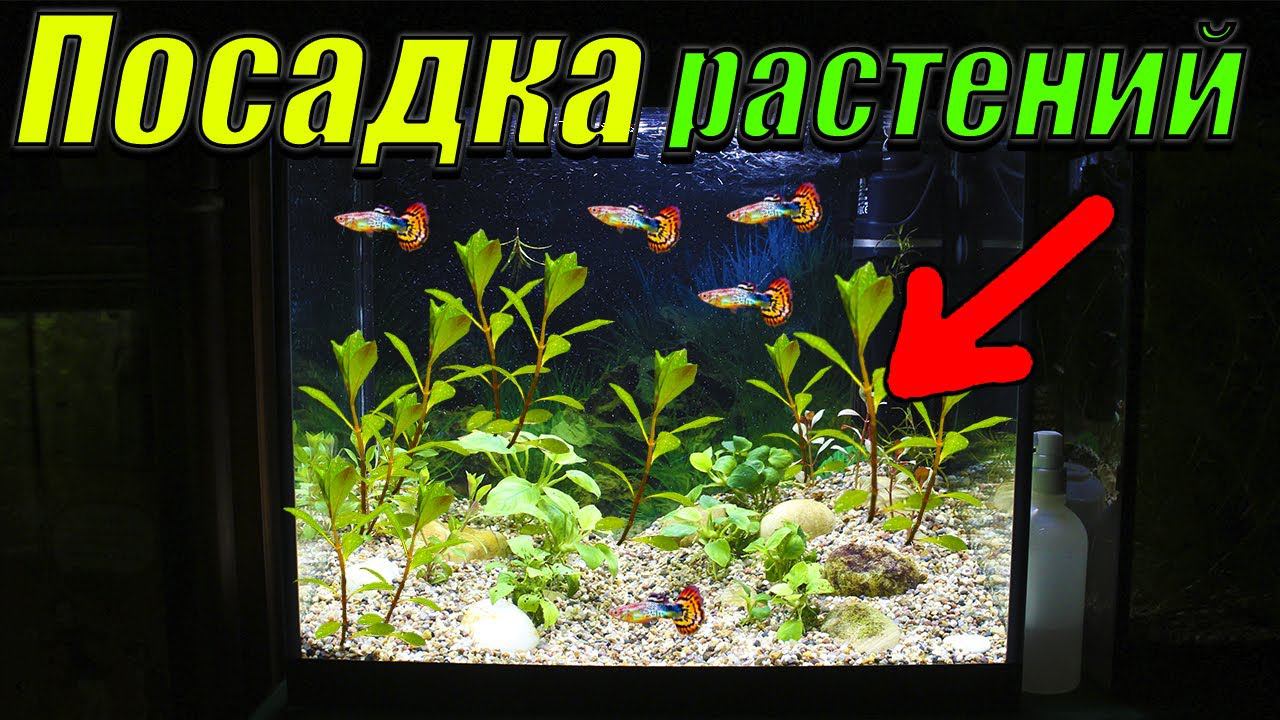 Посадка растений в аквариум! [Посадил растения из акватеплицы в аквариумы] смотреть онлайн