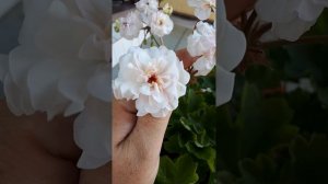 Юзис царевна лебедь