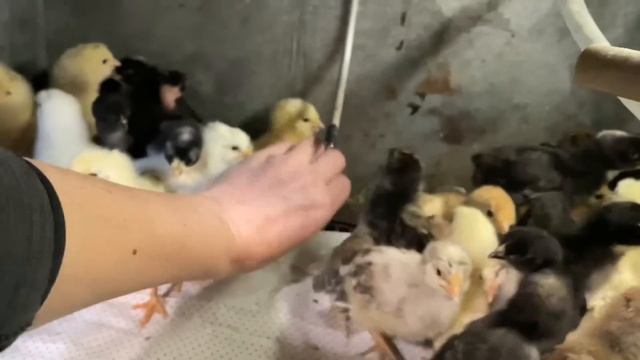 Что с Индюками Цыплята смотреть онлайн