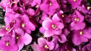 Полив фиалок в поддон ?