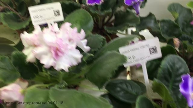 Фиалки, продающиеся 04.01.18 в магазине 