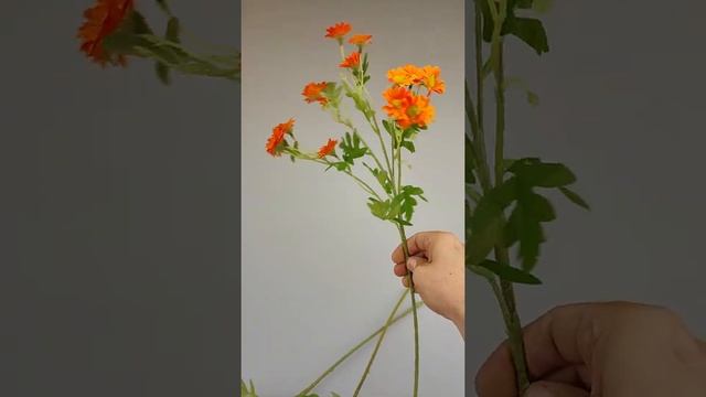Ветка ромашки Римская смотреть онлайн