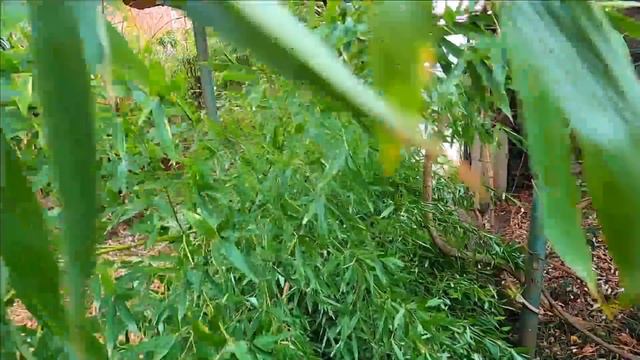 Лазаревское улица Ушакова\Мимоза\ Суланджа магнолия расцветает Сочи 1 Марта 2021 смотреть онлайн