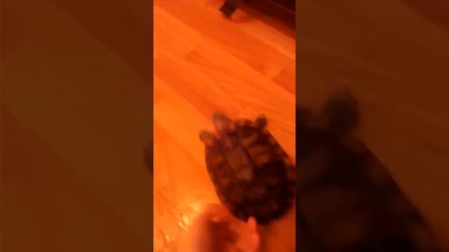 Черепаха которая ползать по полу без валы смотреть онлайн