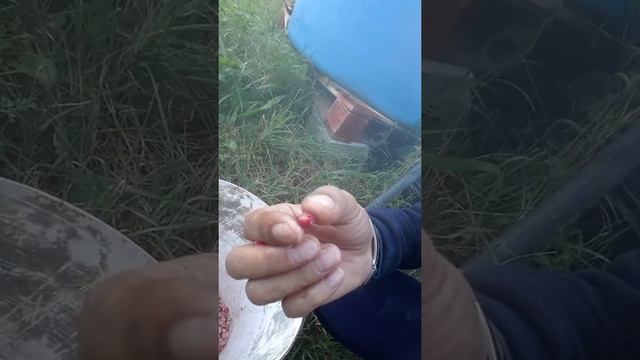 2° sezione Fagiolini biologici o trattati? смотреть онлайн