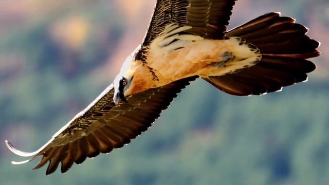 TOP 10 DANGEROUS BIRDS IN THE WORLD 2021 смотреть онлайн