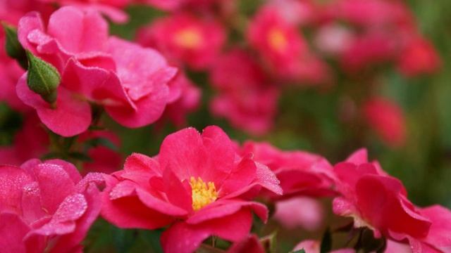 Родственники поневоле. Душевная забота или контроль и подавление воли других?