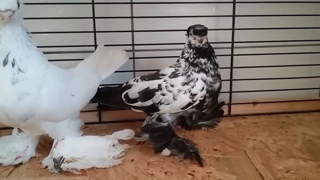 Генетика голубей. Продолжение первой части. смотреть онлайн