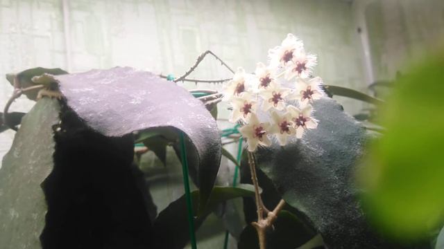 Hoya caudata. смотреть онлайн
