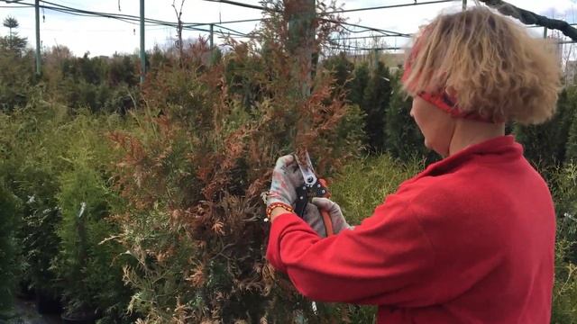 ВЕСЕННИЙ УХОД ЗА ХВОЙНЫМИ. ОБРАБОТКА ТУИ. РЕАНИМАЦИЯ. смотреть онлайн