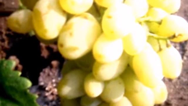 Виноград Галахар смотреть онлайн