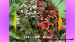 Мукдения Посадка уход Декоративные растения